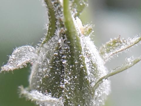 powdery mildew