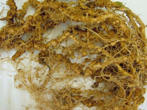 root knot