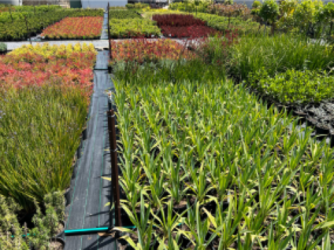 Production Nursery