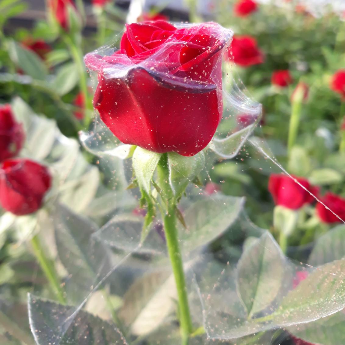 spider mites