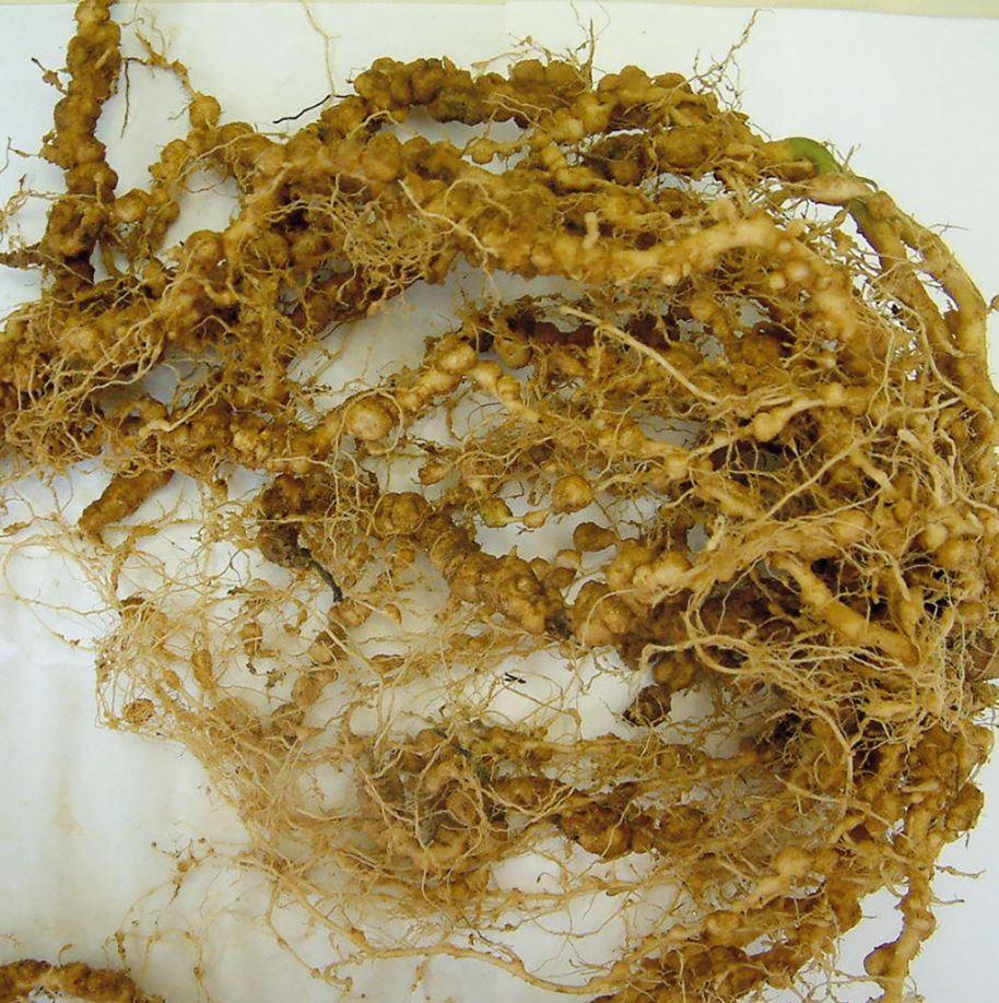 root knot