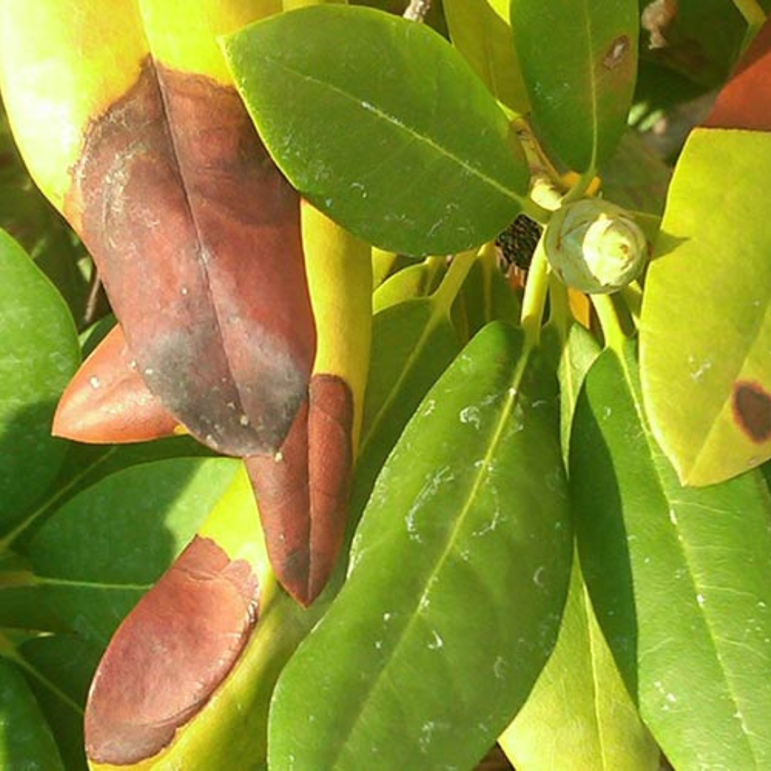 Phytophthora Foliar/Aerial Blight - Teaser