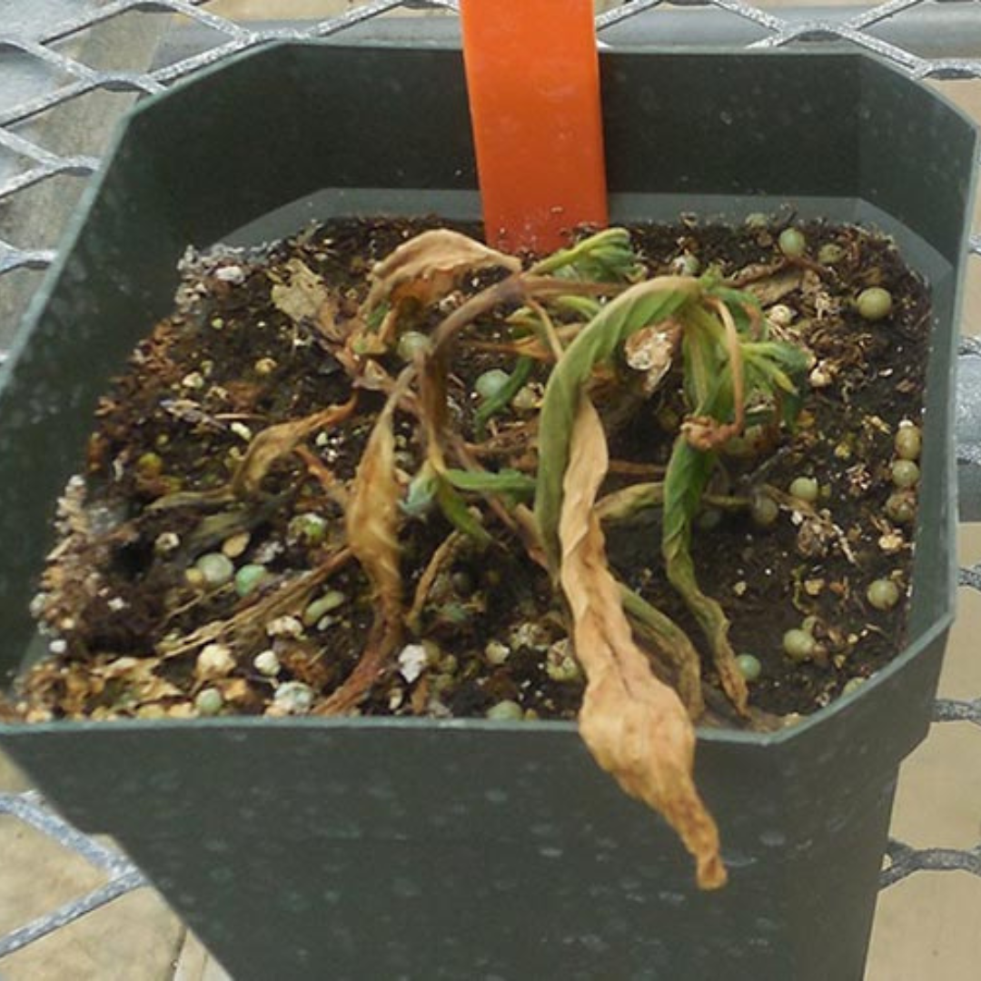 Rhizoctonia Crown & Root Rot - Teaser