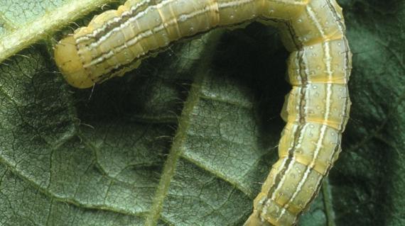 Caterpillars