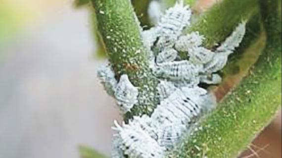 Mealybugs