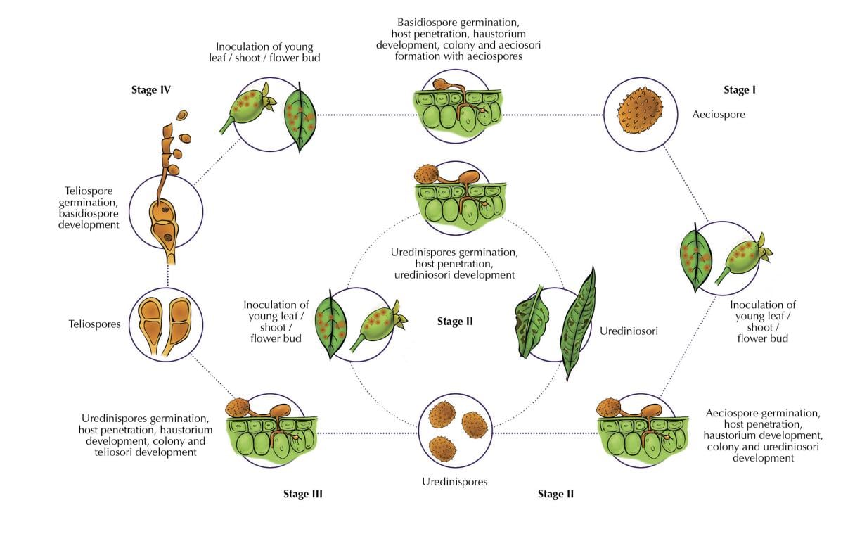 Rust Disease Life Cycle