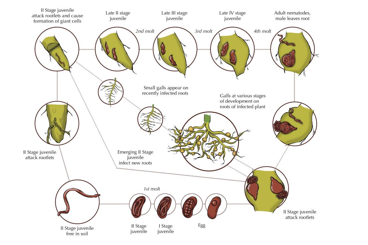 root knot nematode life cycle