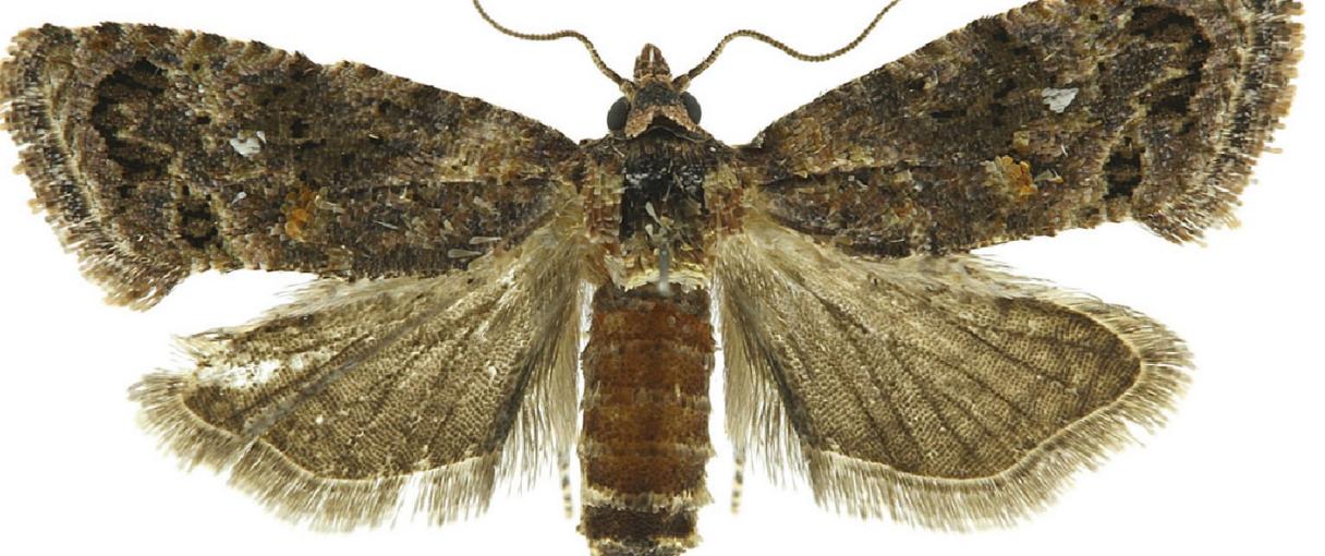 False Codling Moth Syngenta Kenya Flower Crops
