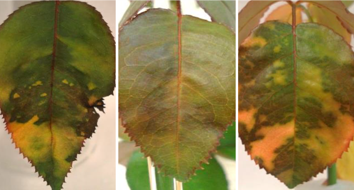 rose downy mildew