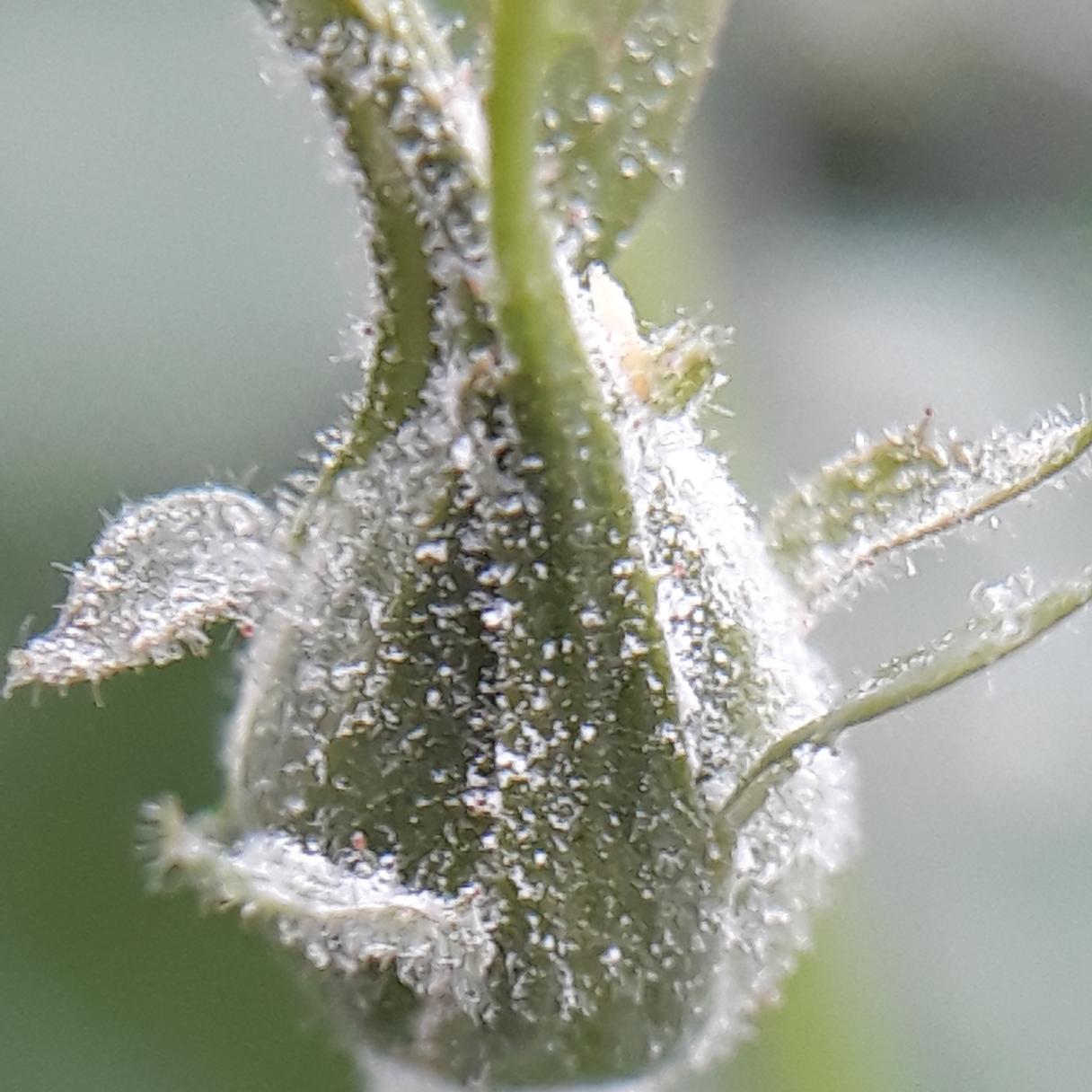 powdery mildew