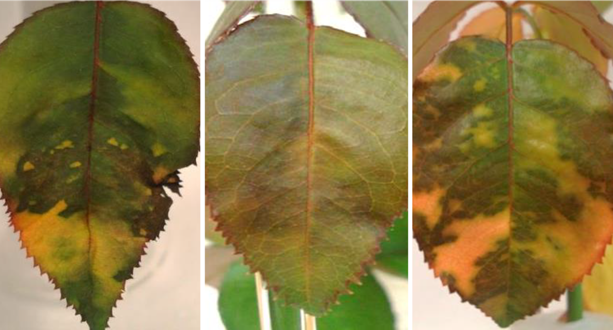 rose downy mildew