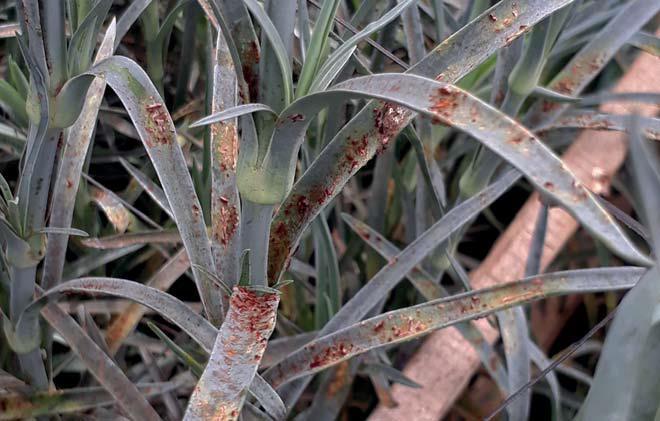 Carnation Rust
