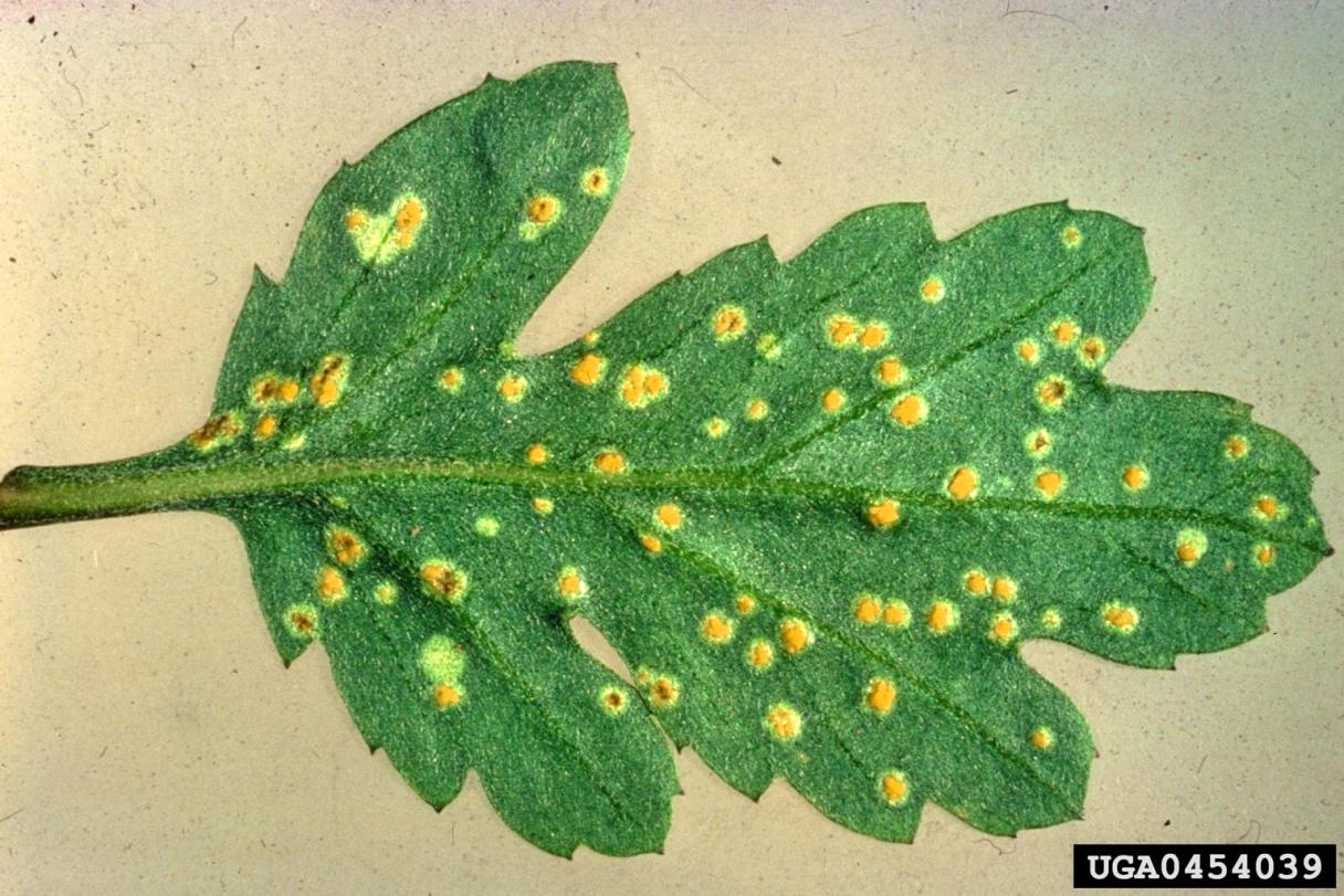 Chrysanthemum Rust