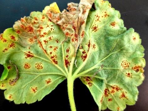 Geranium Rust