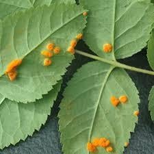 Rose Rust