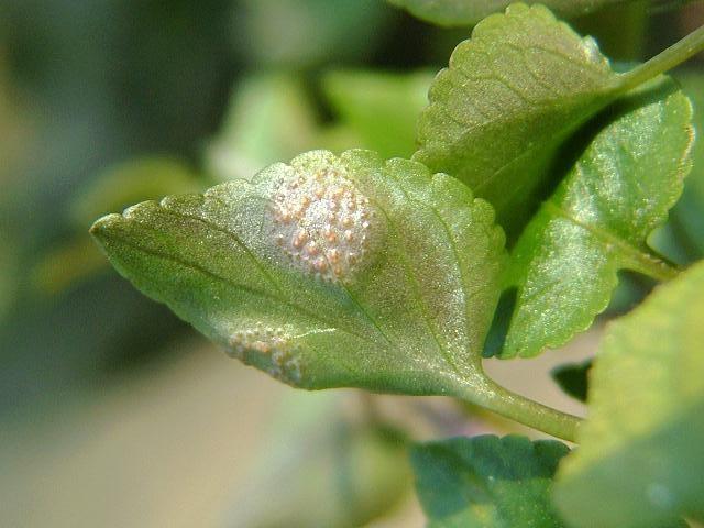 Violet Rust
