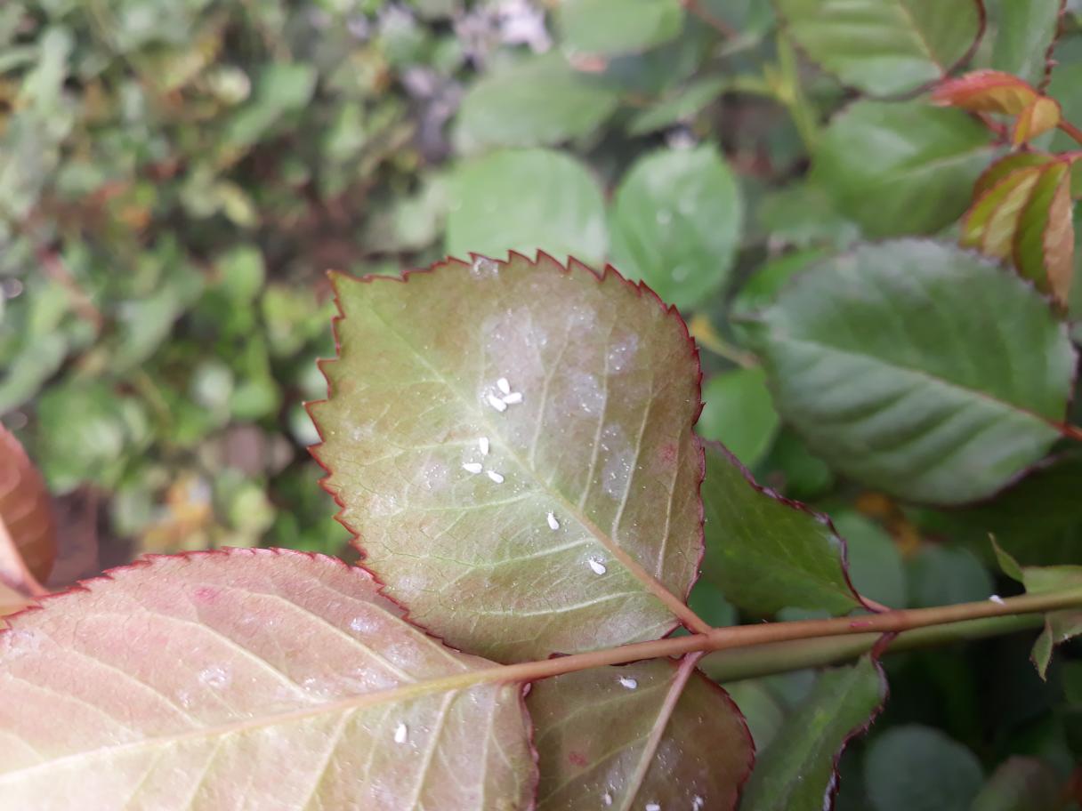 whitefly