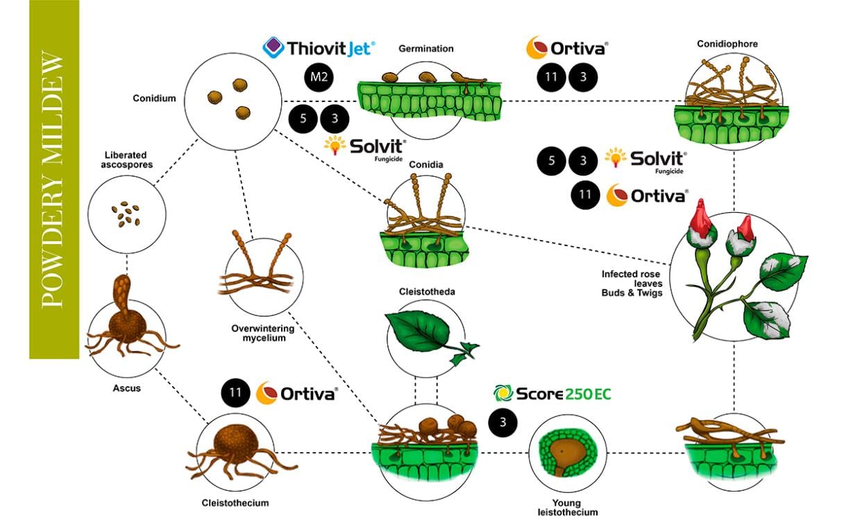 Syngenta Illustrates Kenya Powdery Mildew