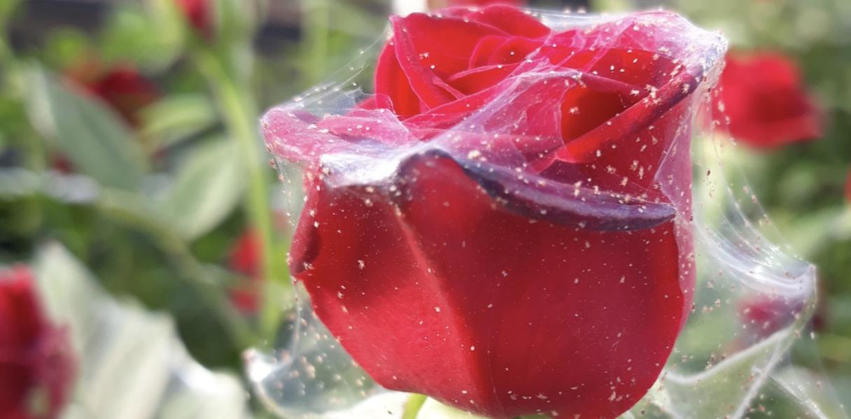 Take control of red spider mites - Floriculture Kenya
