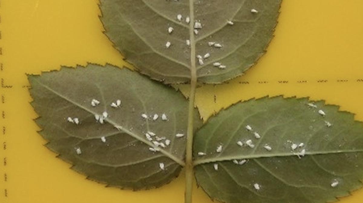 Whitefly pest control for floriculture in Kenya