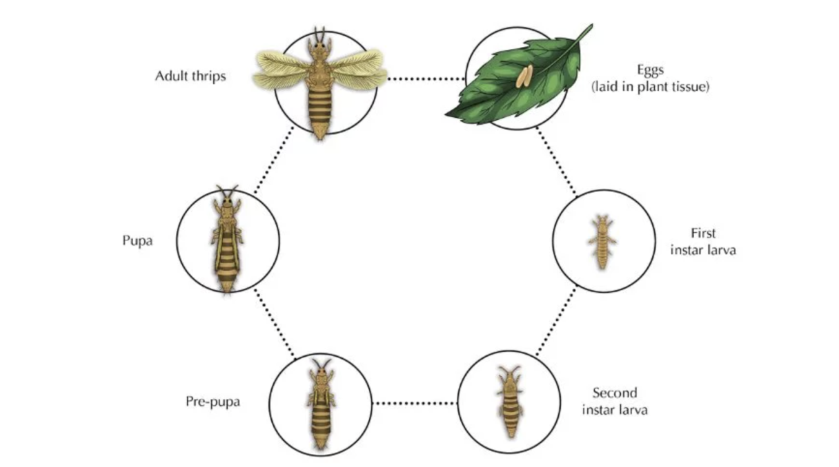 Watch out on thrips in your farm