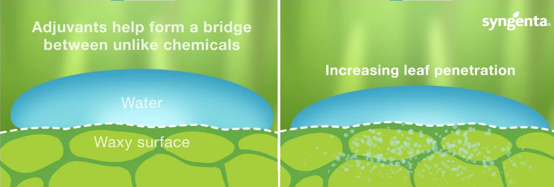 Figure 5: Adjuvants help form a bridge between unlike chemicals, like water and the wax on a leaf surface. Resulting in an increase in leaf penetration
