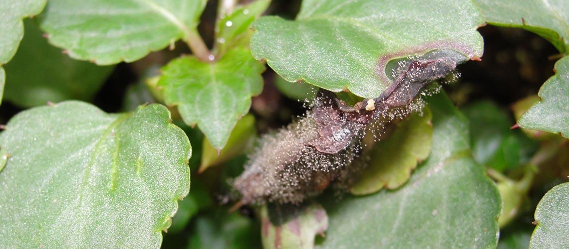 Botrytis - image 1