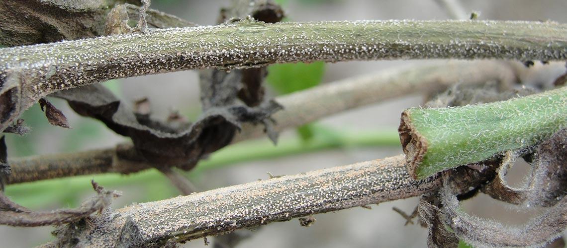 Fusarium Crown & Root Rot - image 2