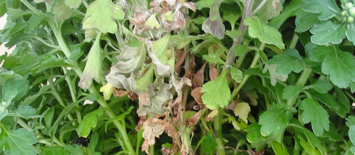 Fusarium Crown & Root Rot - image 3