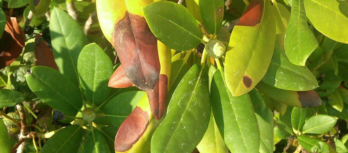 Phytophthora Foliar/Aerial Blight