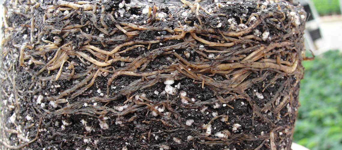Pythium Root & Crown Rot - image 1