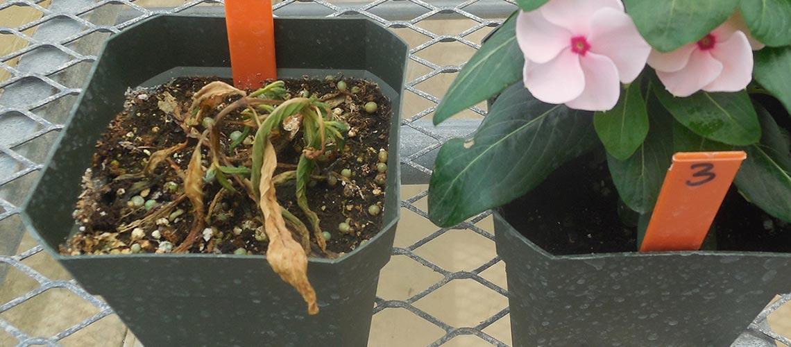 Rhizoctonia Crown & Root Rot