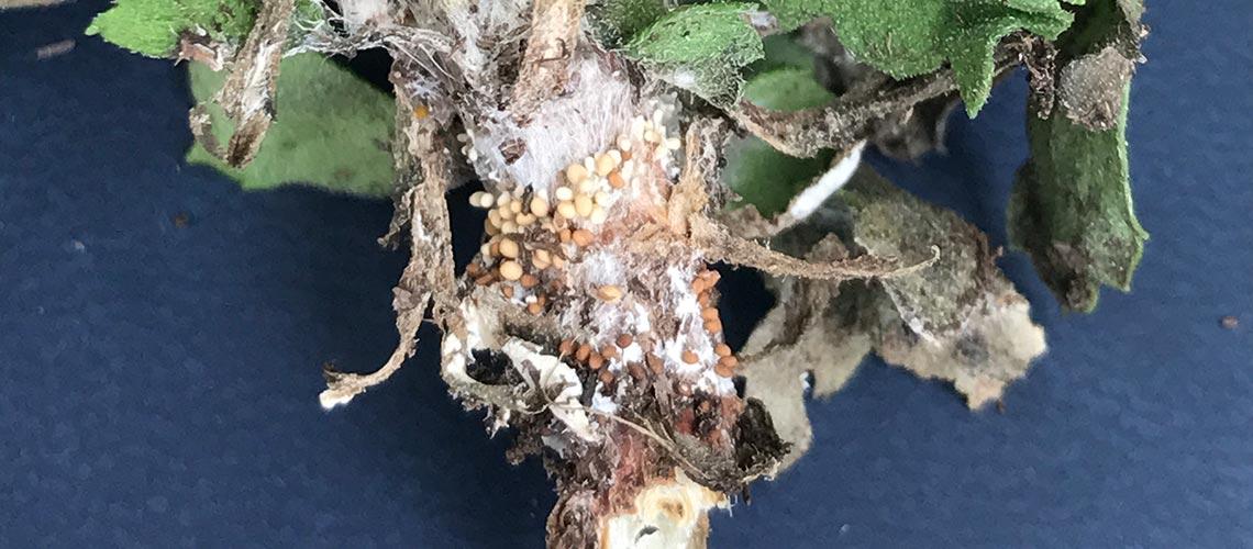 Sclerotium Crown & Root Rot (Southern Blight) - image 1