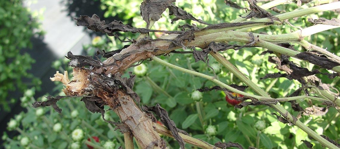 Sclerotium Crown & Root Rot (Southern Blight) - image 2