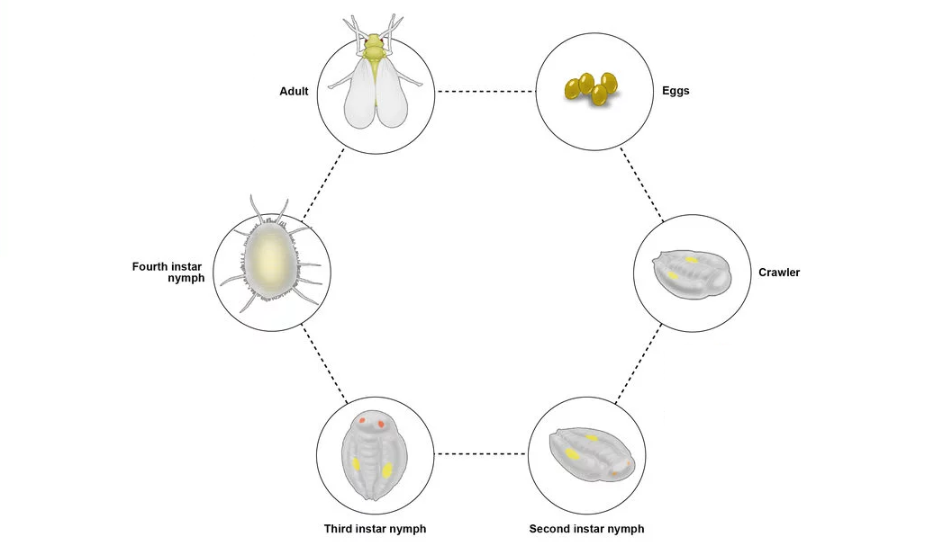 Whitefly