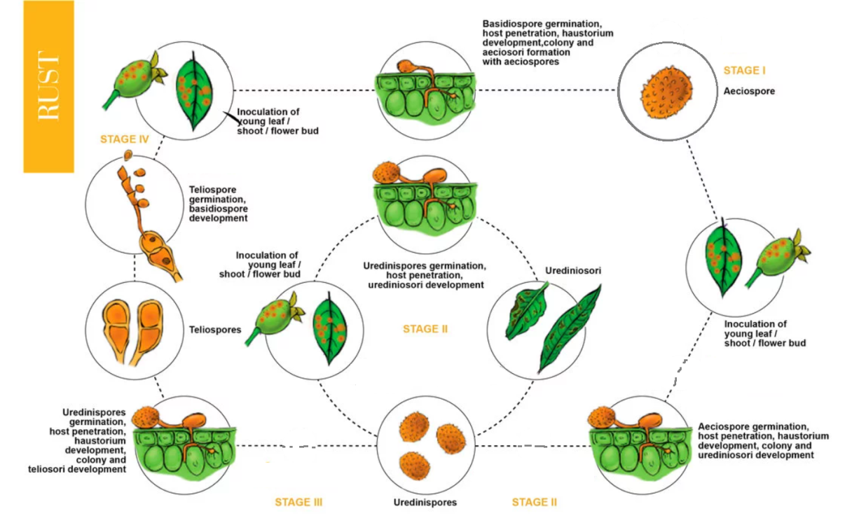 Rust Life Cycle