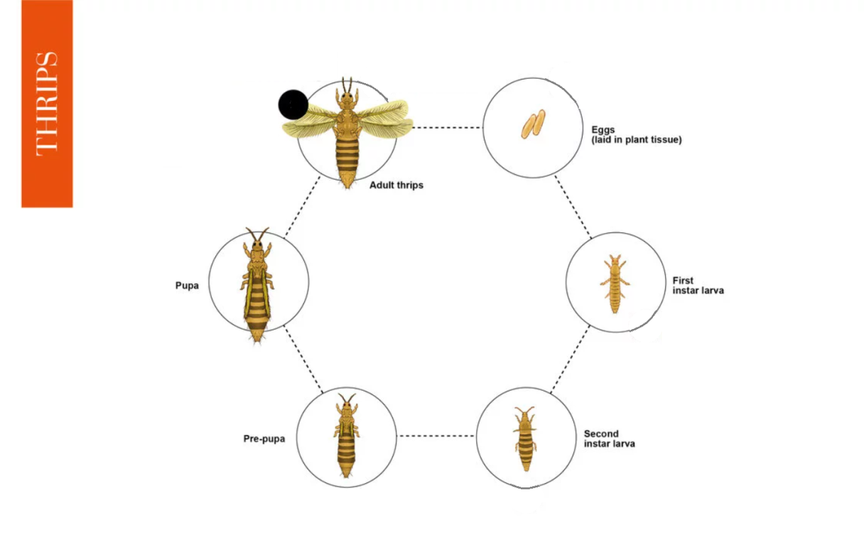 Thrips Life Cycle